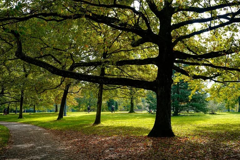 Kent parkında geniş dallı yaşlı bir ağaç, çimenlik ve yürüyüş yolu